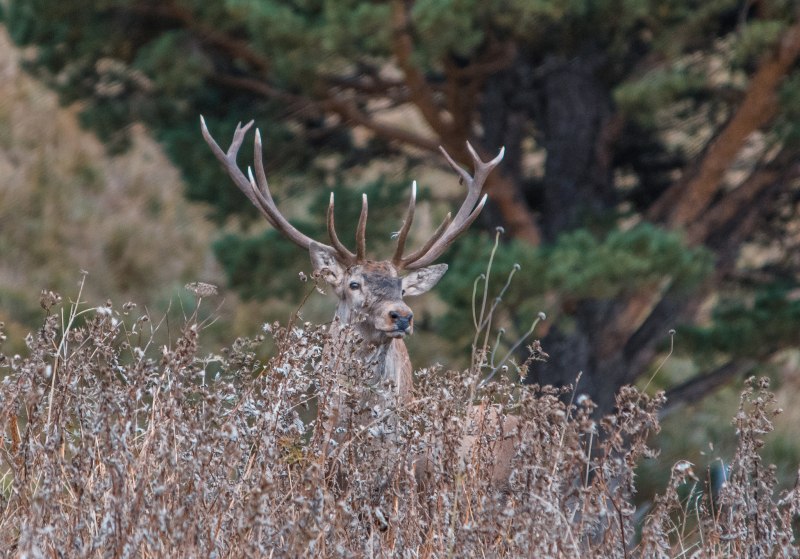 Кавказский благородный олень (Cervus elaphus)