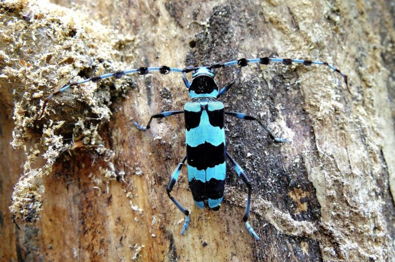 Усач Небесный (Rosalia Coelestis)