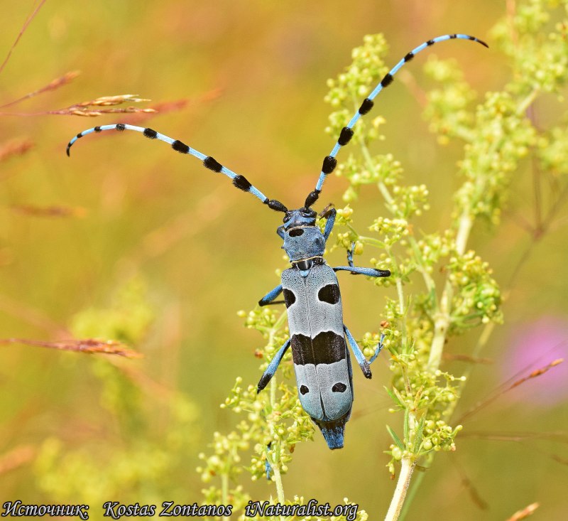 Жук усач Acanthocinus aedilis