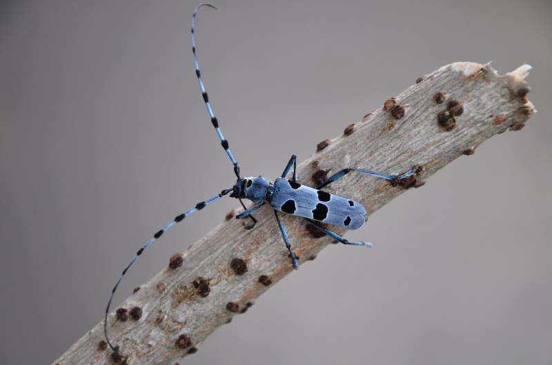Альпийский усач (Rosalia Alpina)