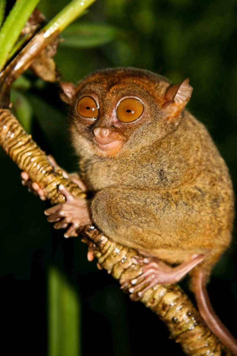 Филиппинский долгопят (Tarsius syrichta)
