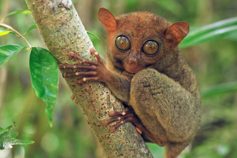 Tarsius pumilus (карликовый долгопят);