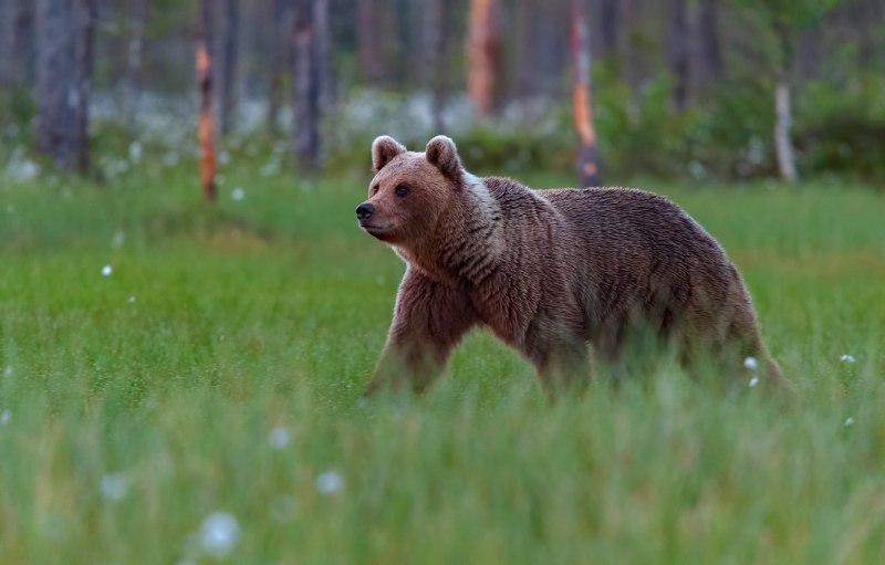 Медведь на Поляне