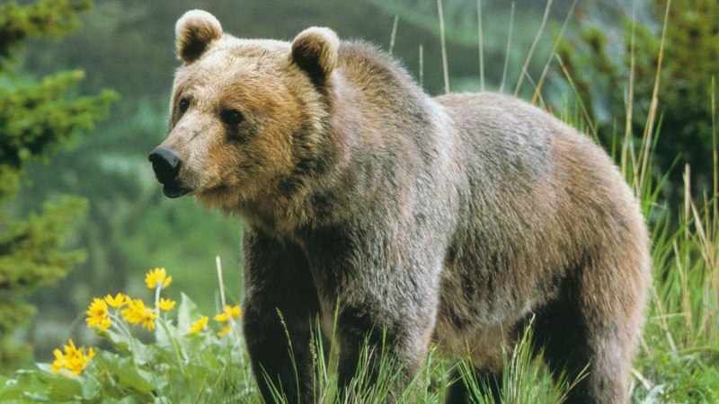 Медведи Гризли Йеллоустонский парк