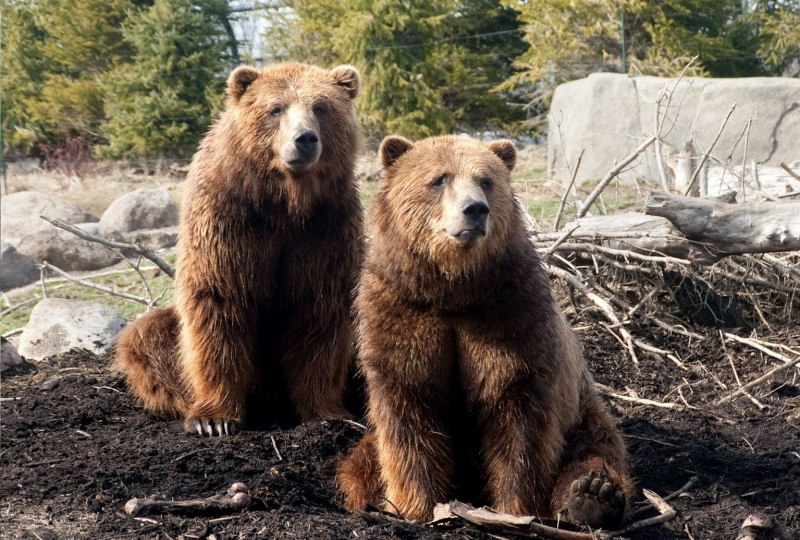 Медведь Гризли