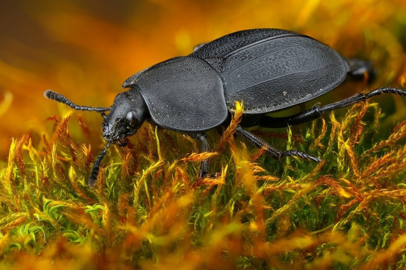 Жук мертвоед Silphidae