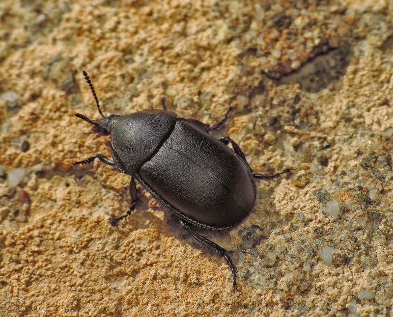 Silpha Obscura Жук