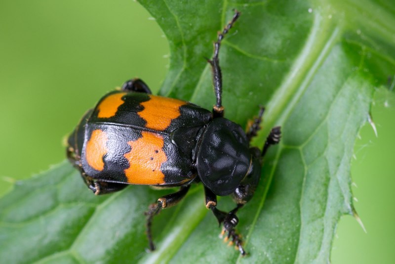 Жук мертвоед Nicrophorus