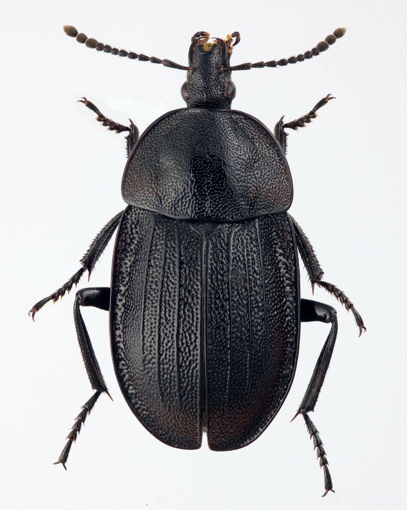 Silpha Obscura Жук