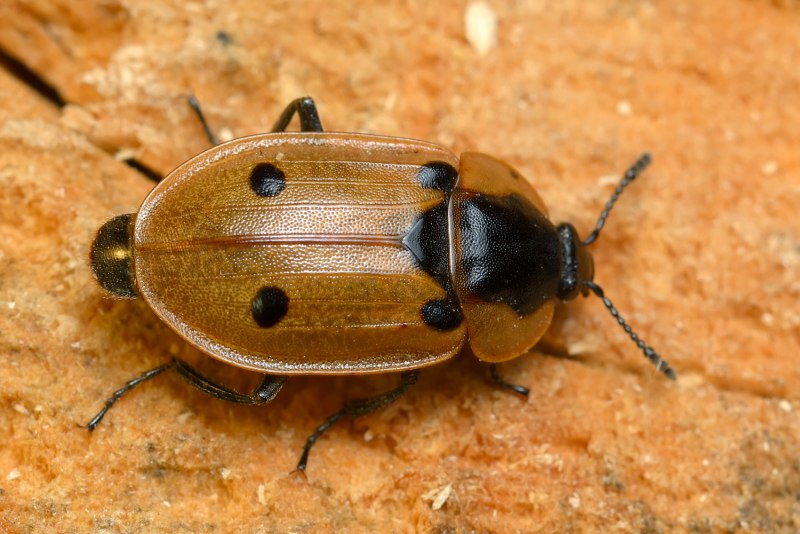 Phosphuga atrata (мертвоед трехреберный) самец