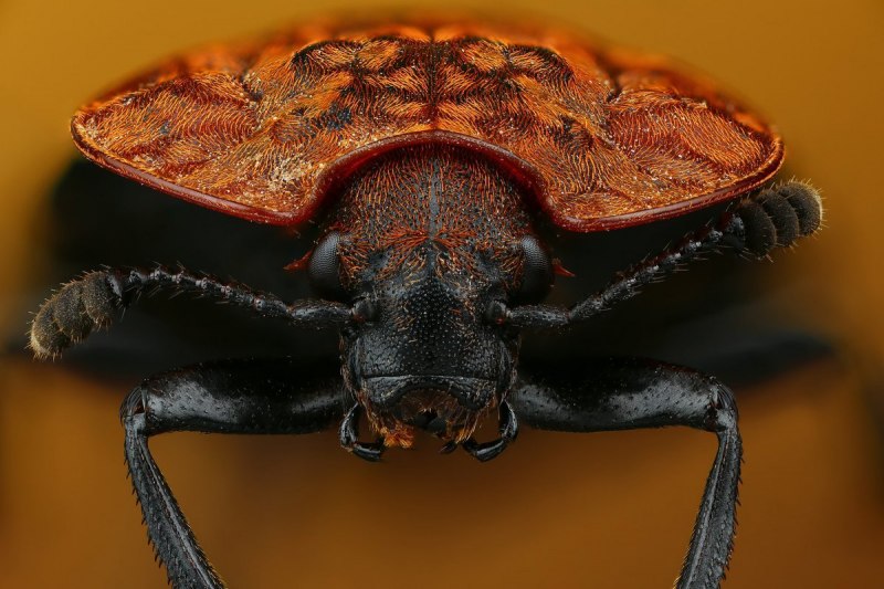 Могильщик-погребатель(Nicrophorus vespilloides)