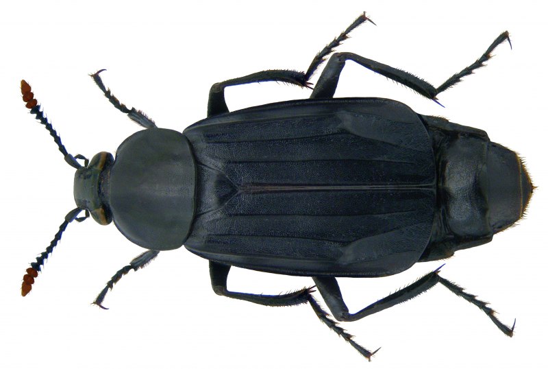 Жук мертвоед Nicrophorus