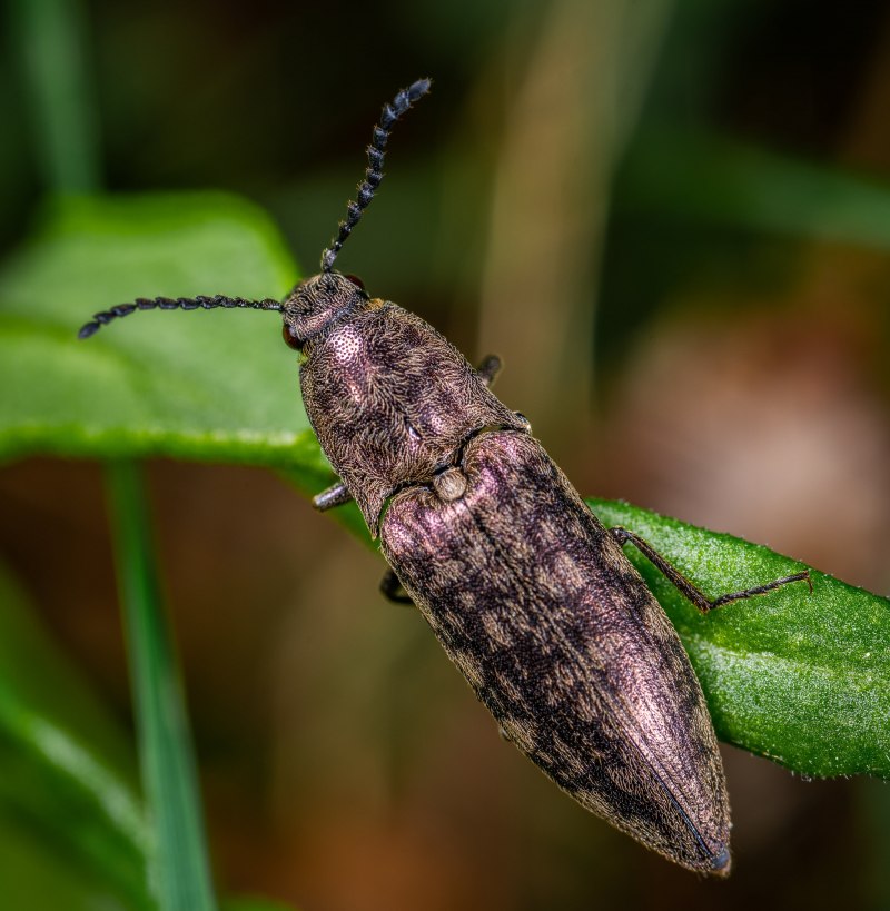 Phosphuga atrata