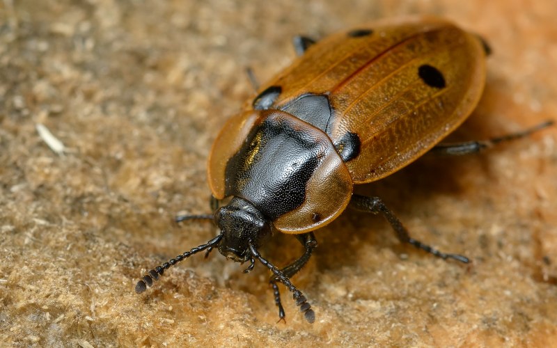Xylodrepa quadripunctata