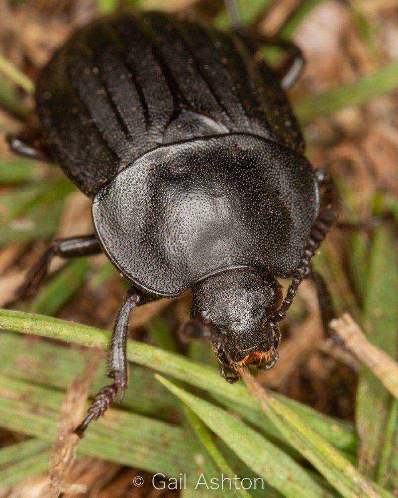Жук мертвоед Silphidae