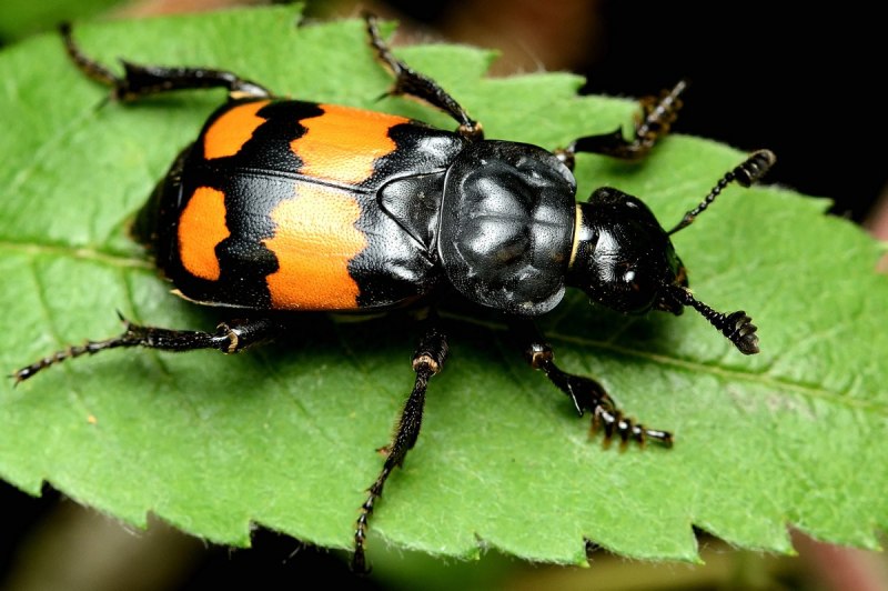 Мертвоед ребристый silpha carinata