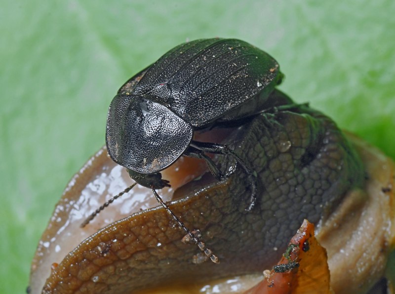 Nicrophorus vespillo