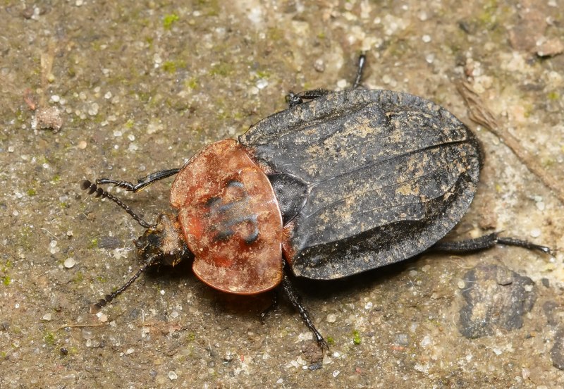 Oiceoptoma thoracicum