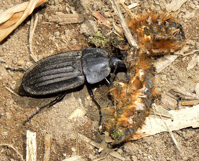 Жук мертвоед Silphidae