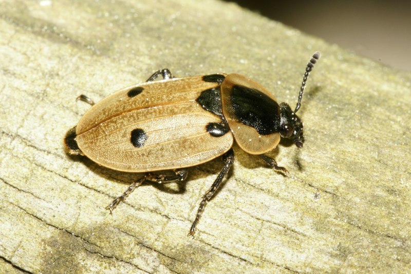 Silpha carinata