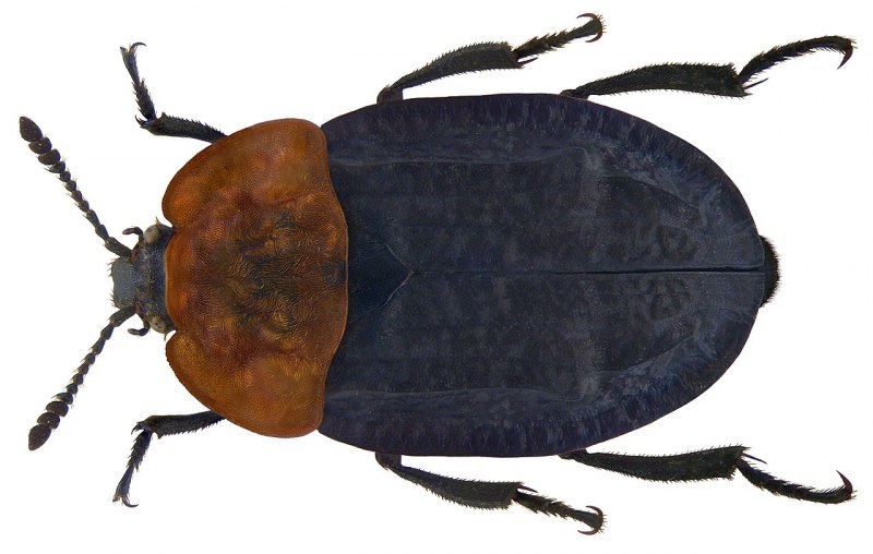 Thanatophilus lapponicus