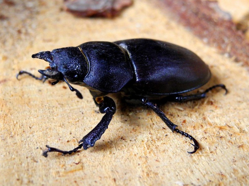Silpha Obscura