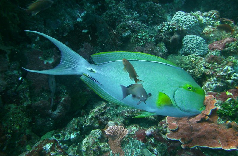 Surgeonfish рыба