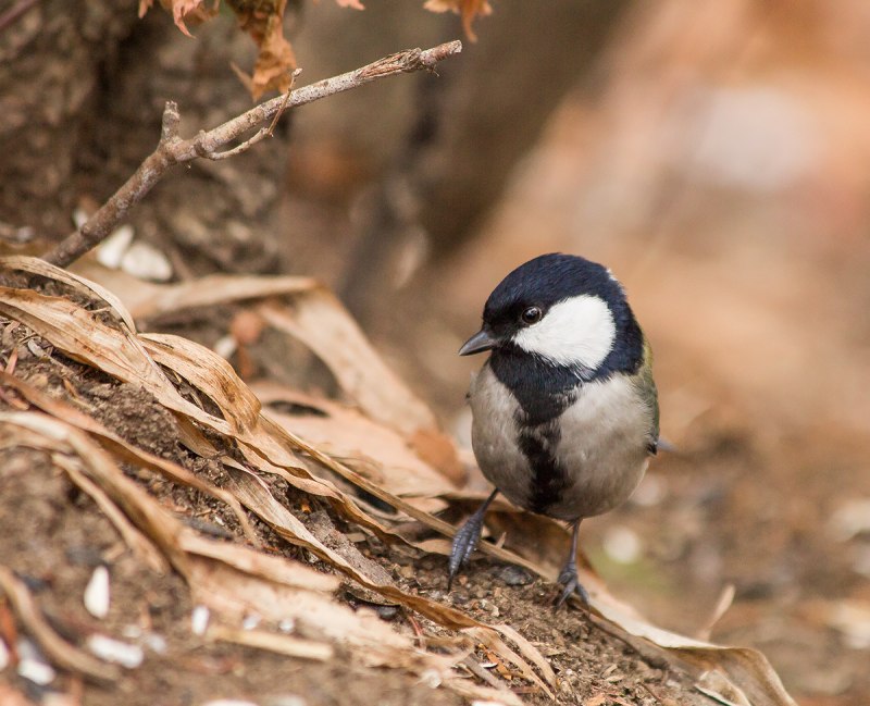 Parus Minor