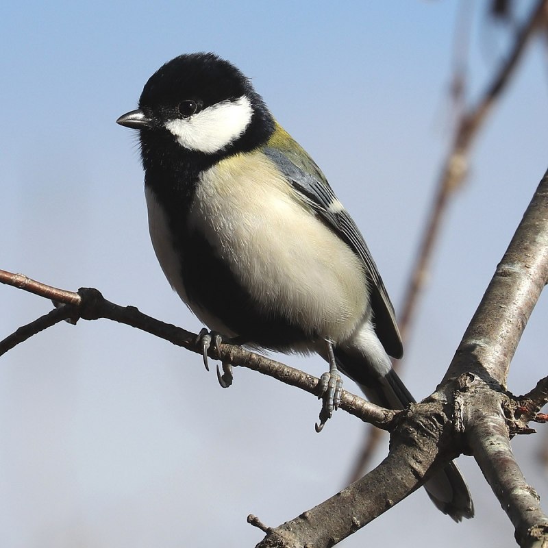 Синица серая (Parus cinereus)