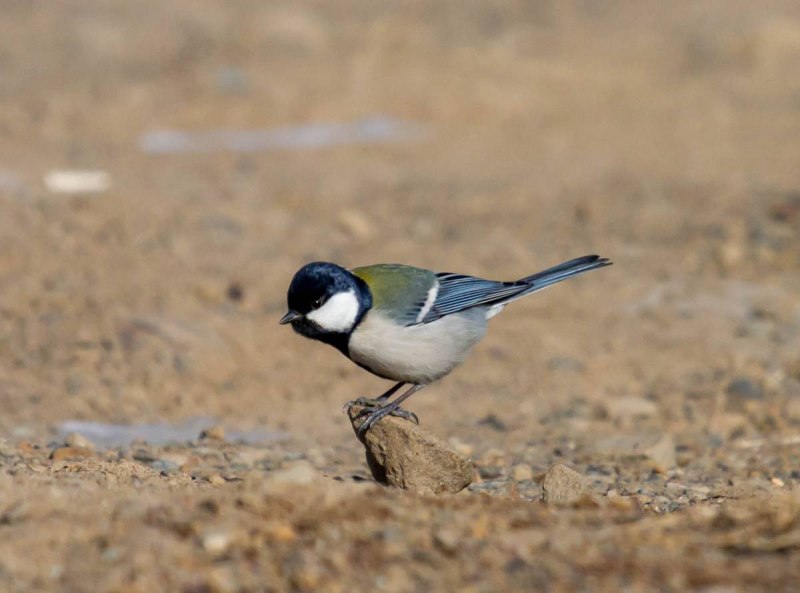 Восточная синица Parus Minor