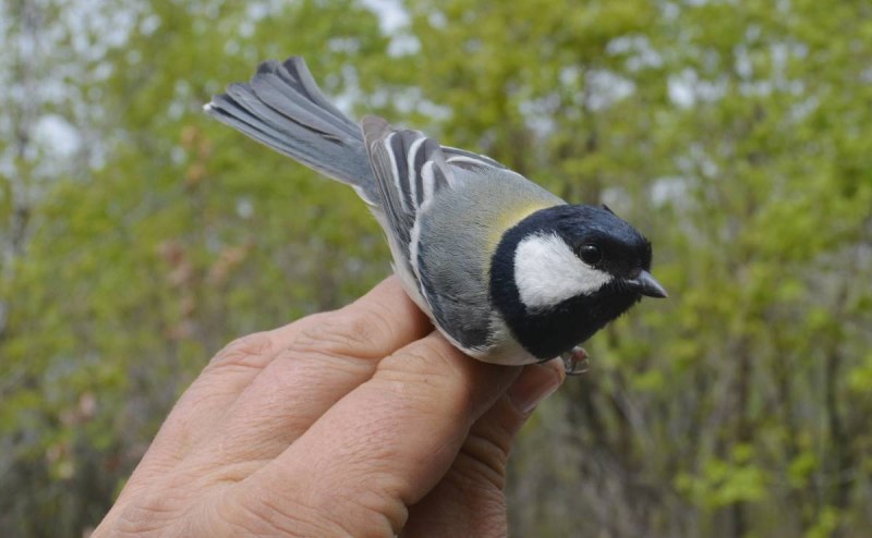 Восточная синица Parus Minor