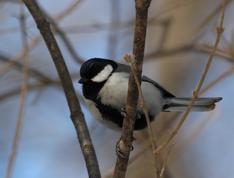 Восточная синица Parus Minor