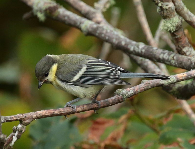 Восточная синица Parus Minor