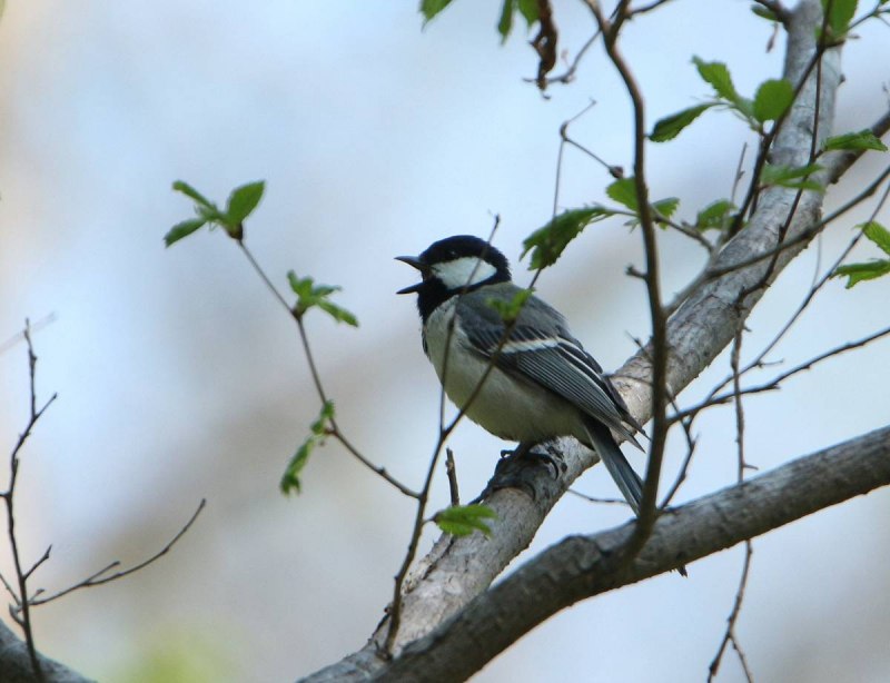 Восточная синица Parus Minor