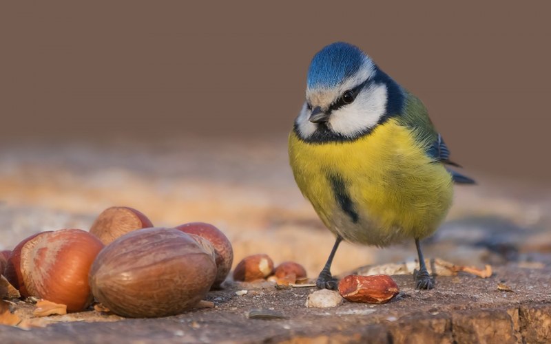Восточная синица Parus Minor