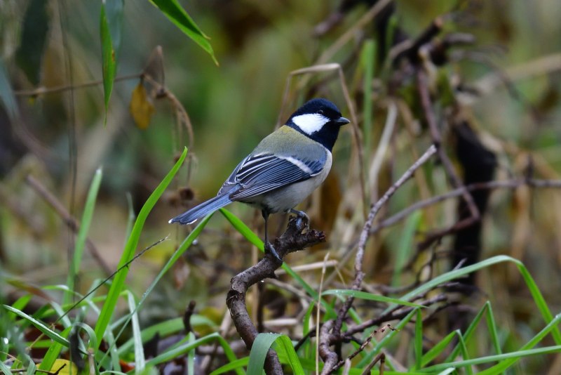 Восточная синица Parus Minor
