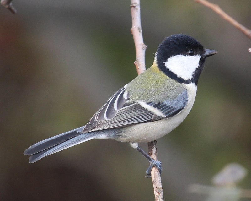 Восточная синица Parus Minor