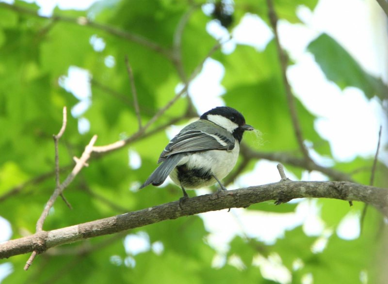 Восточная синица Parus Minor