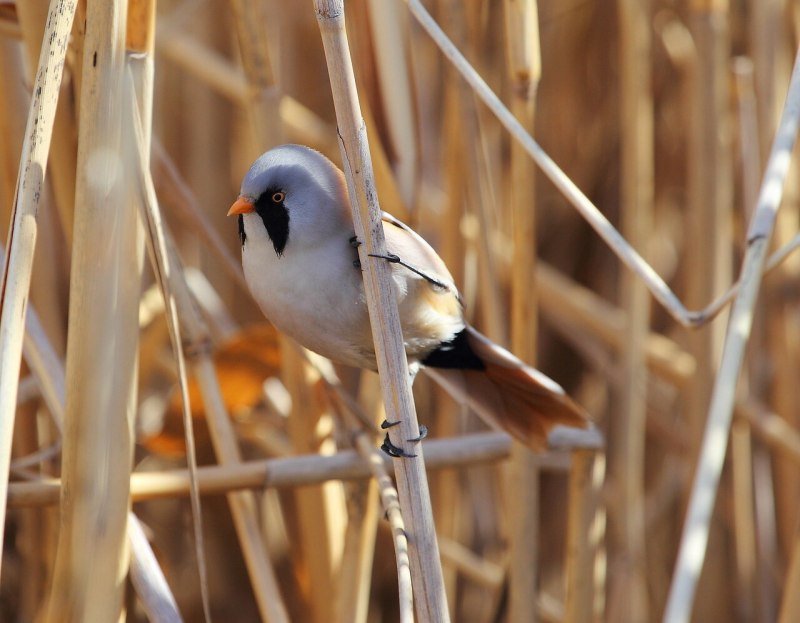 Синица серая (Parus cinereus)