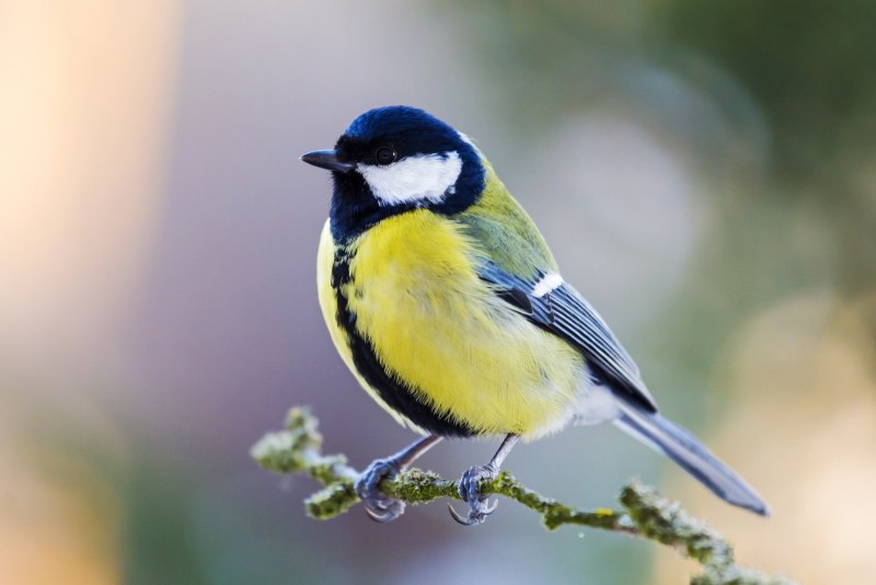 Синица Parus Major