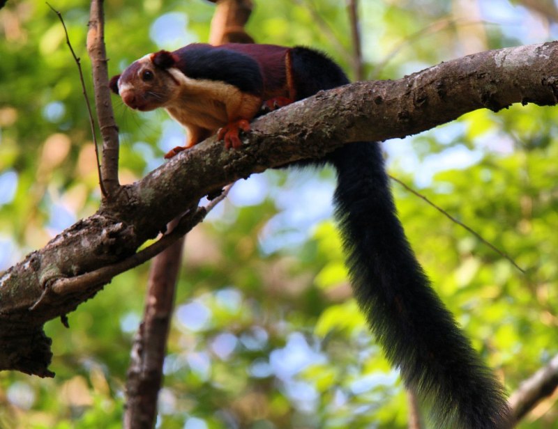 Callosciurus prevostii