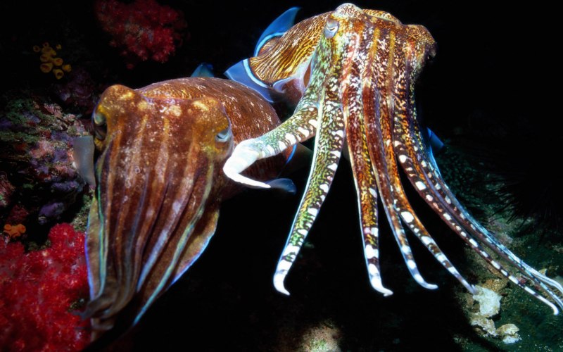 Чернила каракатицы Squid Ink