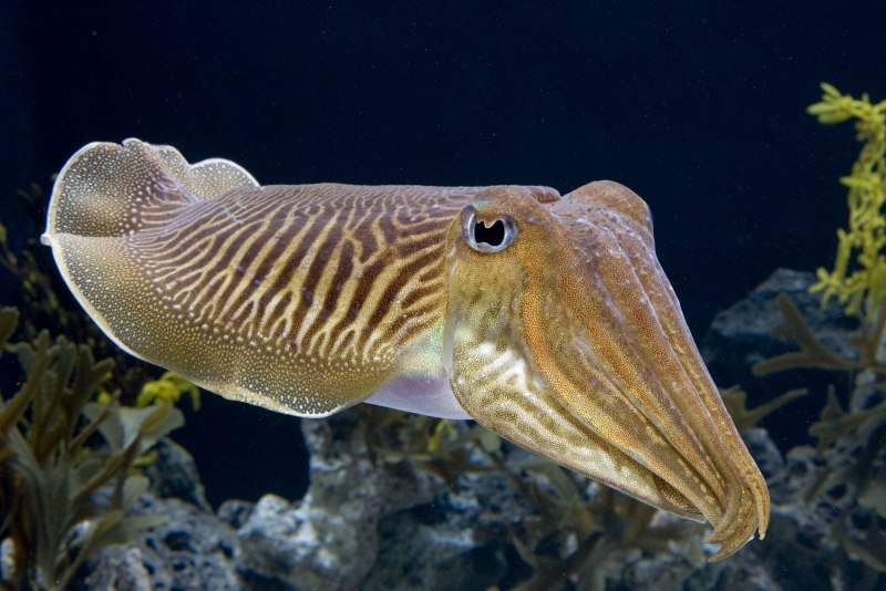 Каракатица морепродукт