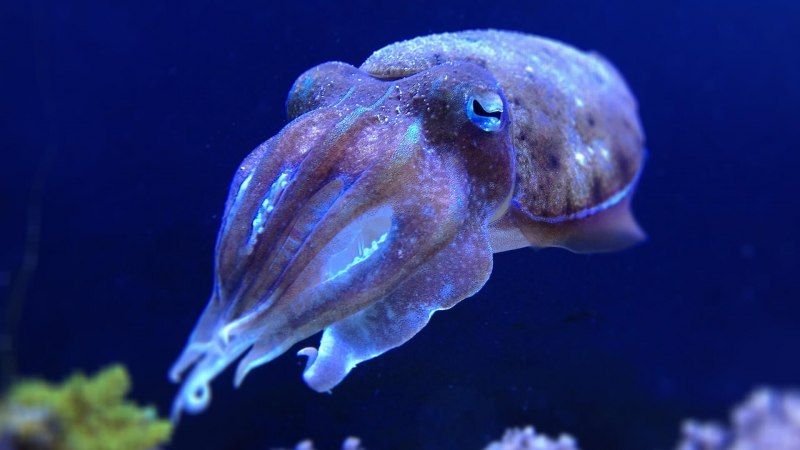 Чернильная каракатица