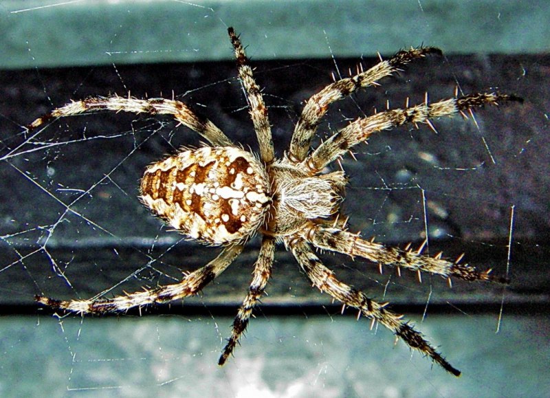 Araneus diadematus - крестовик
