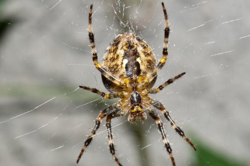 Araneus diadematus - крестовик
