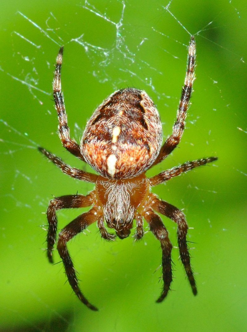 Araneus diadematus паук
