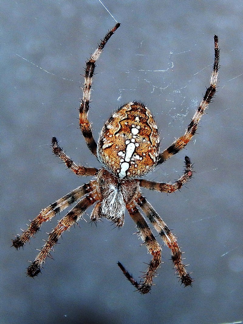 Araneus diadematus паук крестовик