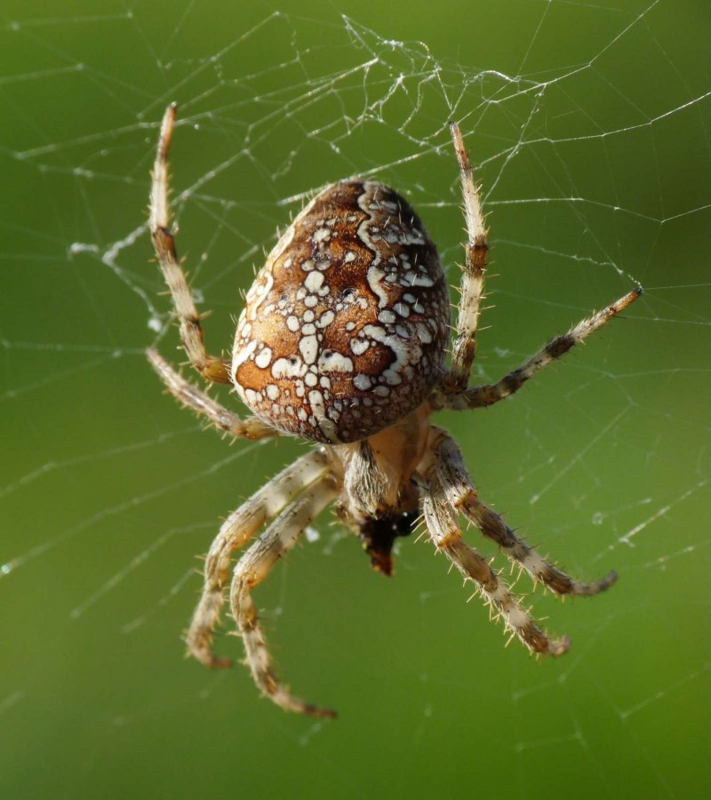 Araneus Quadratus Луговой крестовик