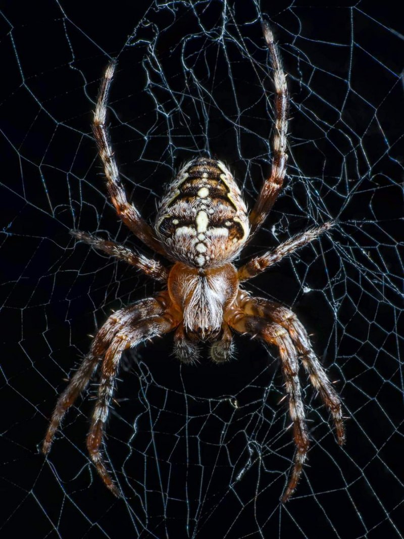 Araneus diadematus строение
